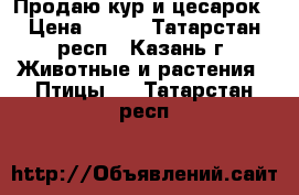 Продаю кур и цесарок › Цена ­ 300 - Татарстан респ., Казань г. Животные и растения » Птицы   . Татарстан респ.